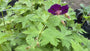 Dunkelvioletter Storchschnabel - Bio Geranium phaeum
