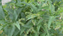 Gemeiner Beinwell - Symphytum officinale