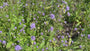 Blauer Knoten - Succisa pratensis
