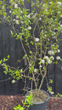 Schneeball - Viburnum x Burkwoodii