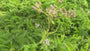 Bio-Schafgarbe - Achillea millefolium