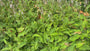 Staudenknöterich (weiß) - Persicaria amplexicaulis 'Alba'