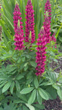 Lupine (Rosa) - Lupinus 'Gallery Pink'