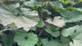 Pestwurz - Petasites hybridus