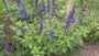 Mehlsalbei - Salvia farinacea