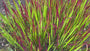 Japanisches Blutgras - Imperata cylindrica 'Red Baron'