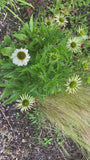 Weißer Sonnenhut - Echinacea purpurea 'Alba'