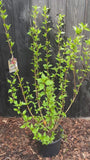 Langschwanzstrauch - Stachyurus praecox