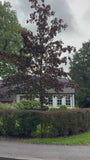 Rotblättriger Spitzahorn - Acer platanoides 'Royal Red' Hochstämmiger Baum