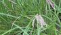 Wunderschönes Schilfrohr - Miscanthus sinensis 'Ferner Osten'
