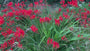 Bio-Montbretia - Crocosmia 'Lucifer' TIPP