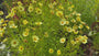 Mädchenaugen - Coreopsis verticillata
