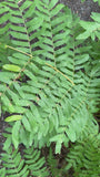 Königsfarn (Höhe 150 cm) – Osmunda regalis