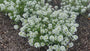 Silbersamen - Lobularia maritima 'Snowcloth'