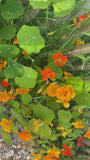 Kapuzinerkresse - Tropaeolum majus