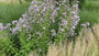 Glockenblume - Campanula lactiflora 'Alba'