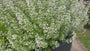 Kleiner Felsenthymian - Clinopodium calamintha 'White Cloud'