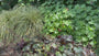 Bio-Lila Glockenblume - Heuchera micrantha 'Palace Purple'