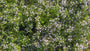 Bio-Bergfelsthymian – Calamintha nepeta nepeta