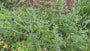 Bio-Kugeldistel - Echinops ritro 'Veitch's Blue'