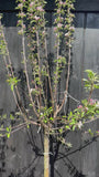 Halbstamm-Apfelbaum extra groß - 12-14 cm dick - Malus domestica 'Elstar' Höhe ca. 230-240 cm