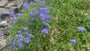 Glockenblume - Campanula cochleariifolia