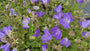 Karpaten-Glockenblume - Campanula carpatica 'Blaue Clips'