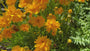 Mädchenaugen - Coreopsis grandiflora 'Badengold'