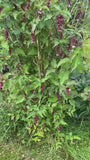 Fasanenbeere - Leycesteria formosa