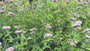 Leberblümchen / Königinnenkraut (Wuchshöhe 125 cm) - Eupatorium cannabinum