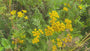 Rainfarn - Tanacetum vulgare