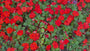 Fleißiger Kernbeißer - Impatiens walleriana 'Red'