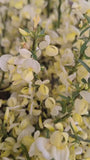 Ginster - Cytisus praecox TIPP