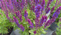 Salbei (Blau / Höhe 40 cm) – Salvia nemorosa 'Ostfriesland'