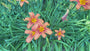 Bio-Taglilie (Pink) - Hemerocallis 'Pink Damask'