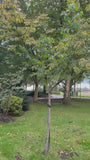 Fertige Bienenbaumhecke - Tetradium daniellii 180 x 120 cm