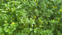Eiche mit Flügeln - Lysimachia nemorum