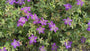 Storchschnabel - Geranium wlassovianum