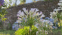 Afrikanische Lilie - Agapanthus africanus 'Albus'