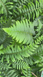 Nadelfarn - Polystichum munitum