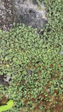 Stachelnuss - Acaena magellanica