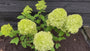 Rispenhortensie - Hydrangea paniculata 'Limelight'