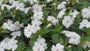 Fleißiger Kernbeißer - Impatiens walleriana 'White'