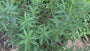 Blauer Stern - Amsonia tabernaemontana