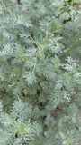 Wermut-Absinth – Artemisia absinthium