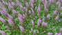 Plume Spirea (Rosa / Lila) - Astilbe chinensis 'Pumila'