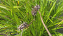 Morgenstern - Carex greyi