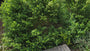 Buchsbaumhecke Palme - Buxus sempervirens
