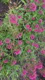 Rote Spornblume - Centranthus ruber 'Coccineus'