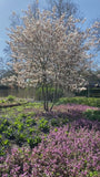 Bio-Johannisbeerbaum mit mehreren Stämmen - Amelanchier lamarckii